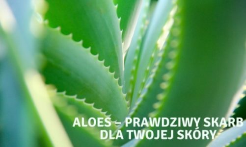 Aloes – prawdziwy skarb dla Twojej skóry